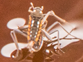 Velia caprai